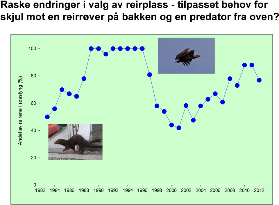 for skjul mot en reirrøver