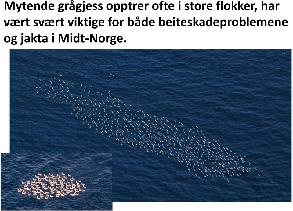 svært viktige for både