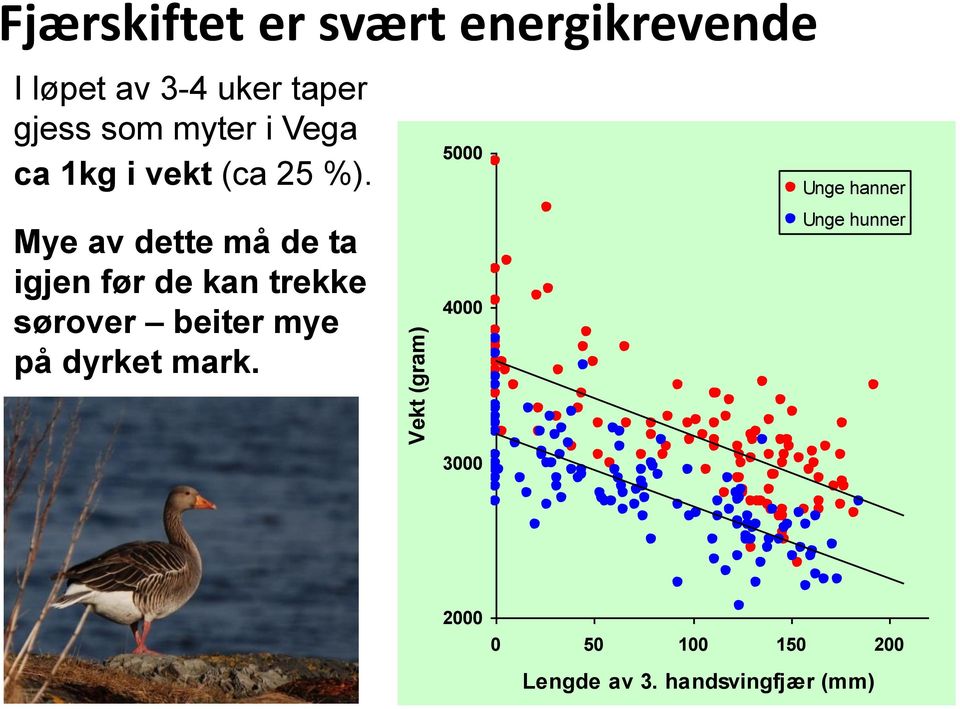 Mye av dette må de ta igjen før de kan trekke sørover beiter mye på