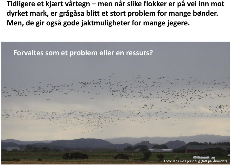 Men, de gir også gode jaktmuligheter for mange jegere.