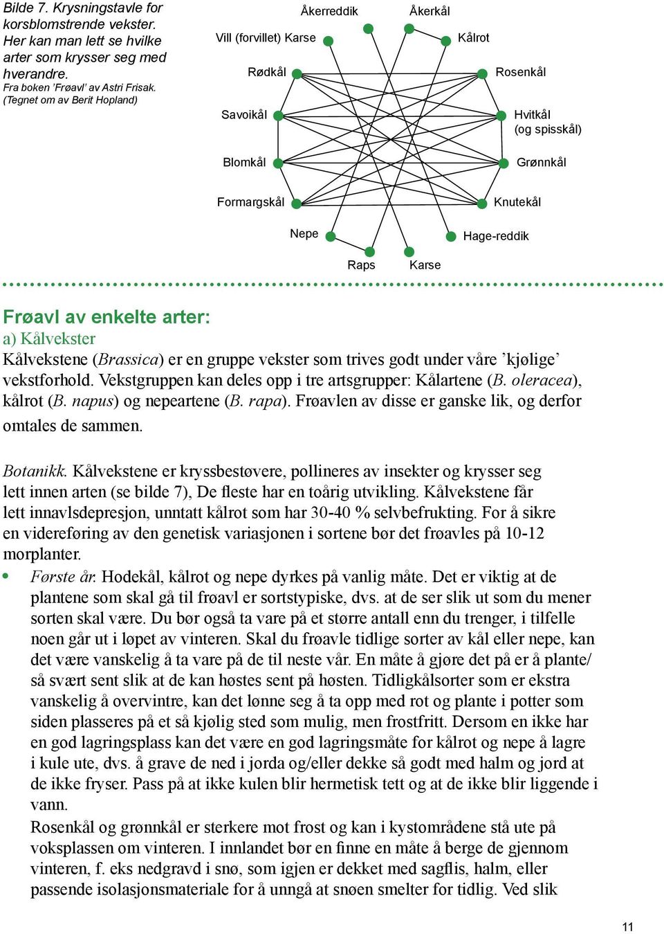 av enkelte arter: a) Kålvekster Kålvekstene (Brassica) er en gruppe vekster som trives godt under våre kjølige vekstforhold. Vekstgruppen kan deles opp i tre artsgrupper: Kålartene (B.