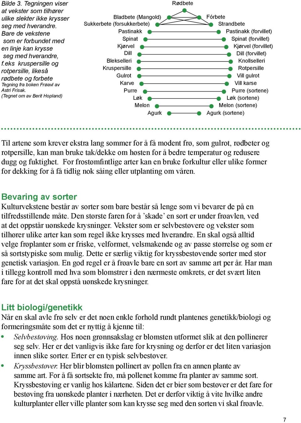 (Tegnet om av Berit Hopland) Bladbete (Mangold) Sukkerbete (forsukkerbete) Pastinakk Spinat Kjørvel Dill Blekselleri Kruspersille Gulrot Karve Purre Løk Melon Agurk Rødbete Fórbete Strandbete