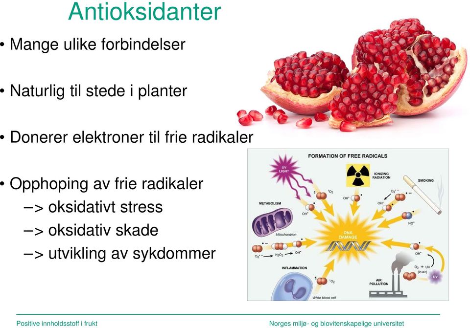 radikaler Opphoping av frie radikaler >