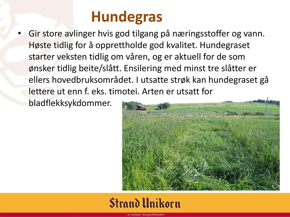 Hundegraset starter veksten tidlig om våren, og er aktuell for de som ønsker tidlig beite/slått.