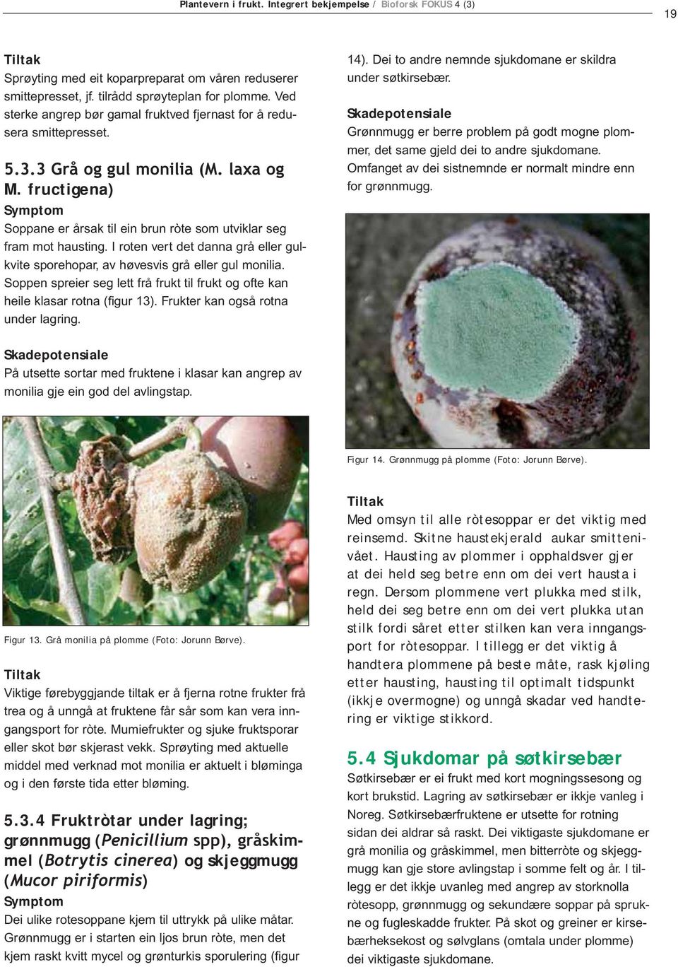 I roten vert det danna grå eller gulkvite sporehopar, av høvesvis grå eller gul monilia. Soppen spreier seg lett frå frukt til frukt og ofte kan heile klasar rotna (figur 13).