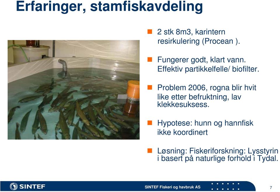 Problem 2006, rogna blir hvit like etter befruktning, lav klekkesuksess.