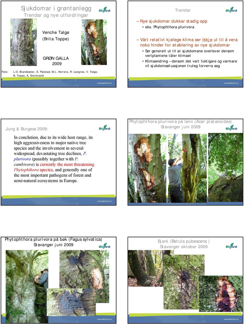 Klimaendring dersom det vert fuktigare og varmare vil sjukdomssituasjonen truleg forverra seg Foto: L.O. Brandsæter, E. Fløistad, M.L. Herrero, R. Langnes, V. Talgø, B. Toppe, A.