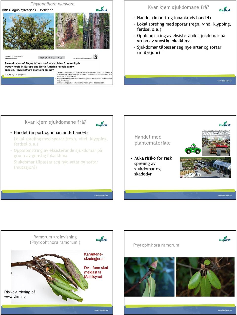 ) Handel med plantemateriale Auka risiko for rask spreiing av sjukdomar og skadedyr Ramorum greinvisning (Phytophthora ramorum ) Phytophthora ramorum Karanteneskadegjerar Dvs.