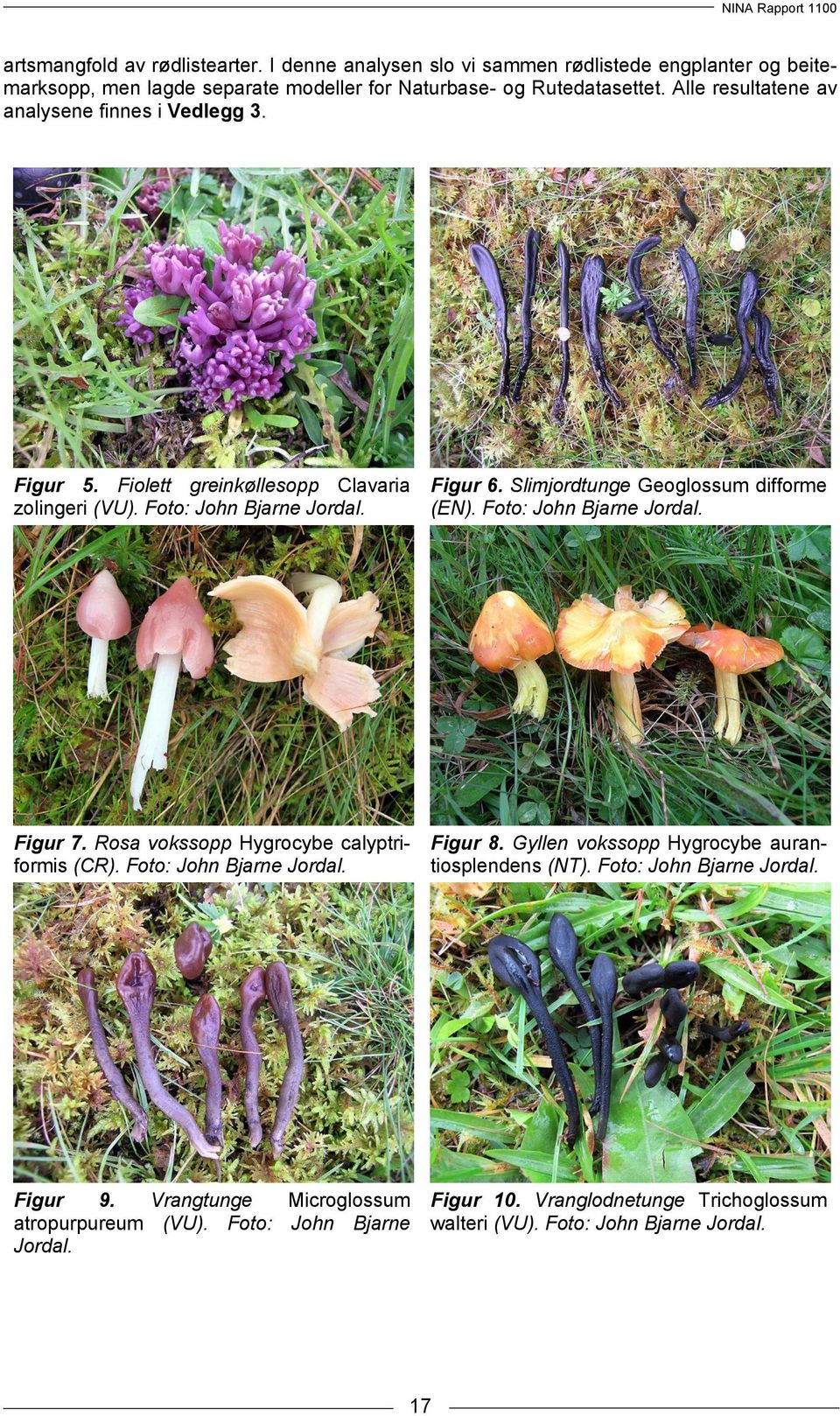 Slimjordtunge Geoglossum difforme (EN). Foto: John Bjarne Jordal. Figur 7. Rosa vokssopp Hygrocybe calyptriformis (CR). Foto: John Bjarne Jordal. Figur 8.