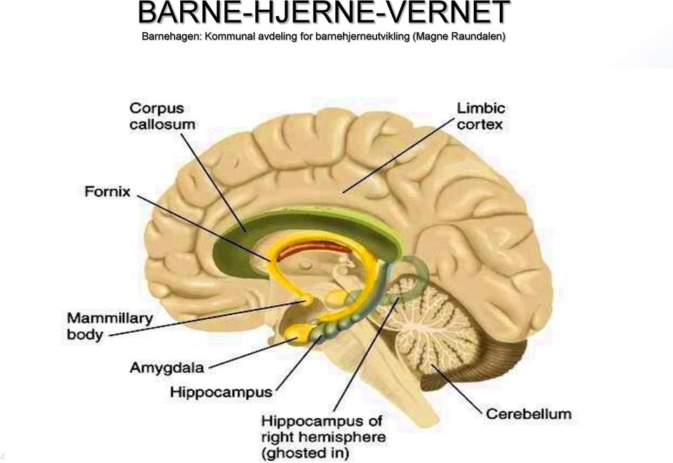 barnehjerneutvikling (Magne