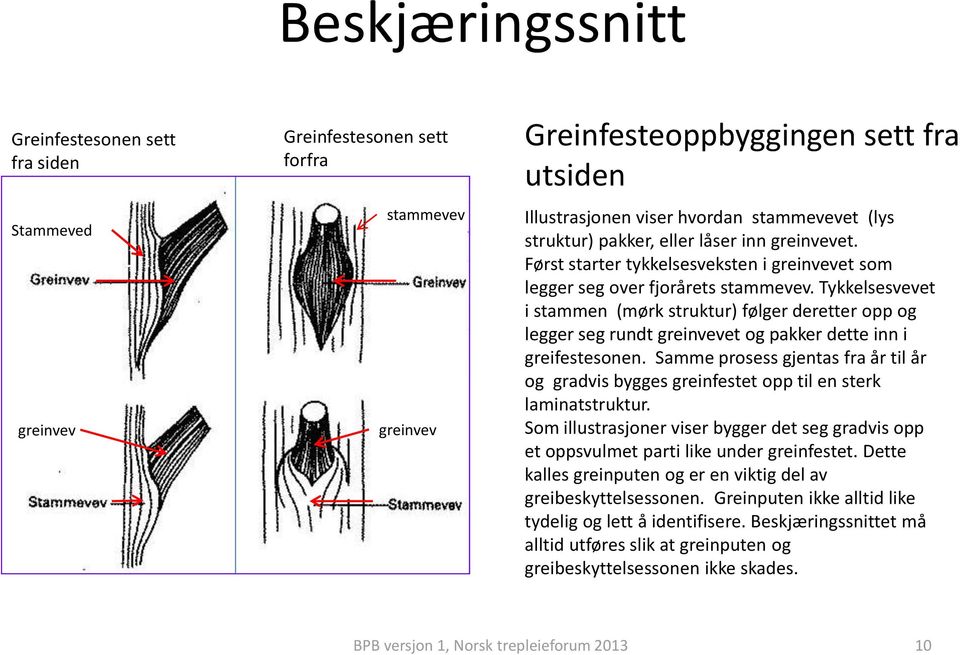 Tykkelsesvevet i stammen (mørk struktur) følger deretter opp og legger seg rundt greinvevet og pakker dette inn i greifestesonen.