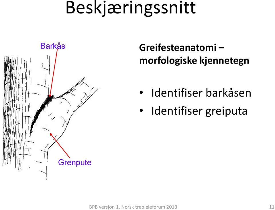 kjennetegn Identifiser barkåsen