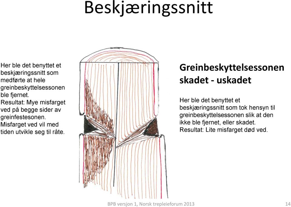 Greinbeskyttelsessonen skadet - uskadet Her ble det benyttet et beskjæringssnitt som tok hensyn til