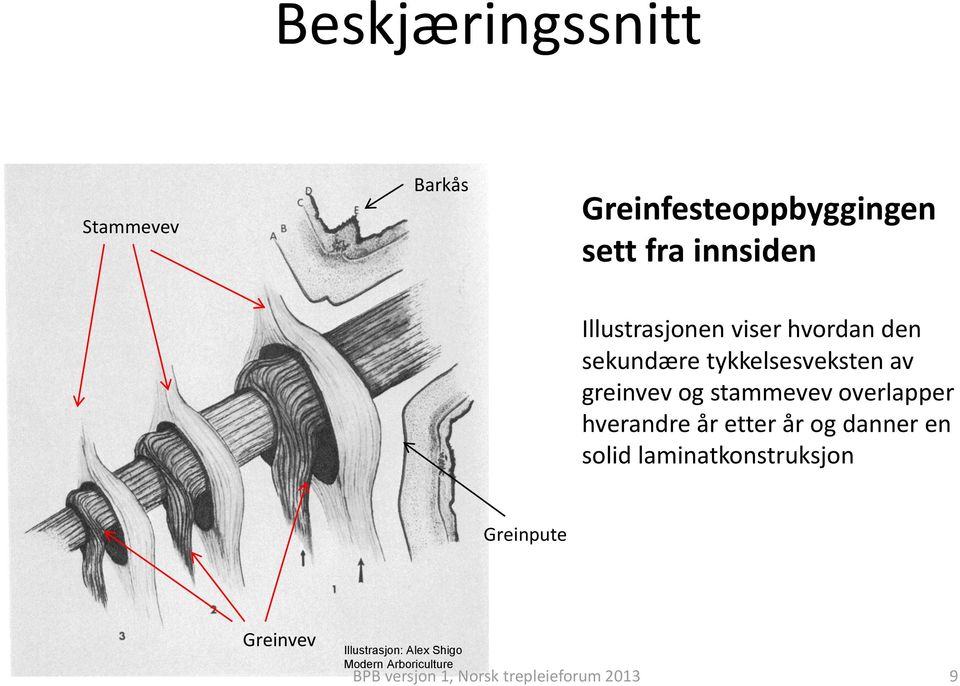 overlapper hverandre år etter år og danner en solid laminatkonstruksjon Greinpute