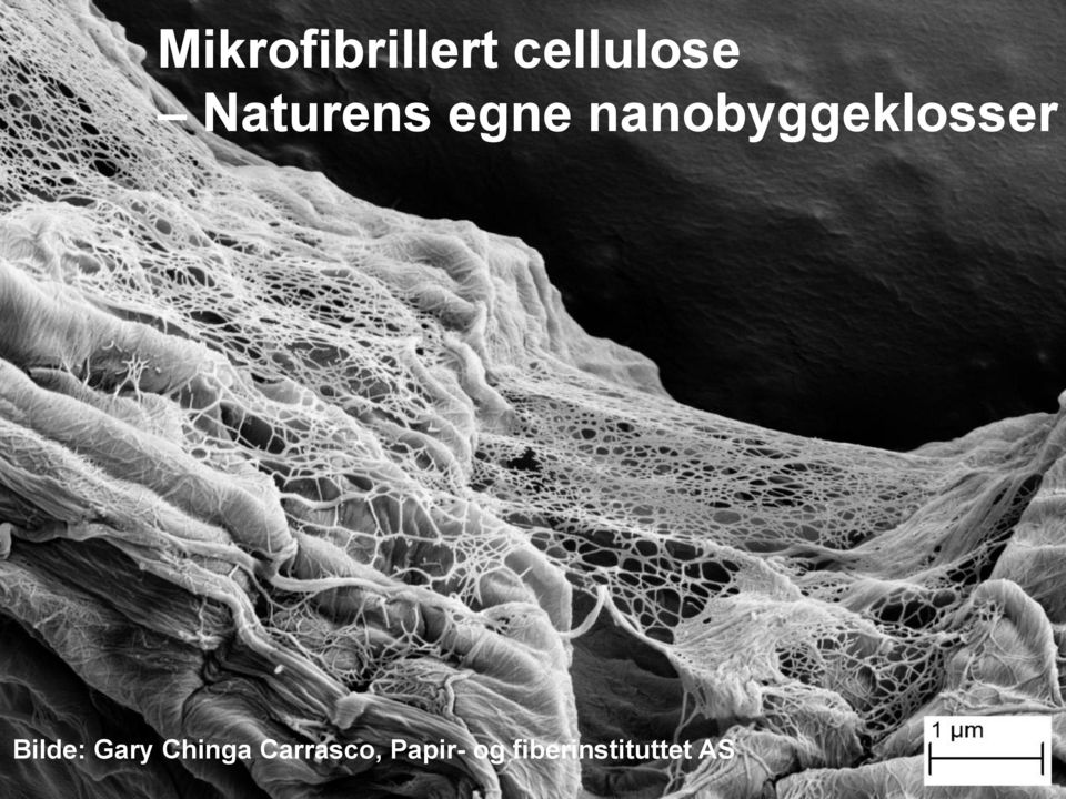 Carrasco, Papir- og fiberinstituttet AS