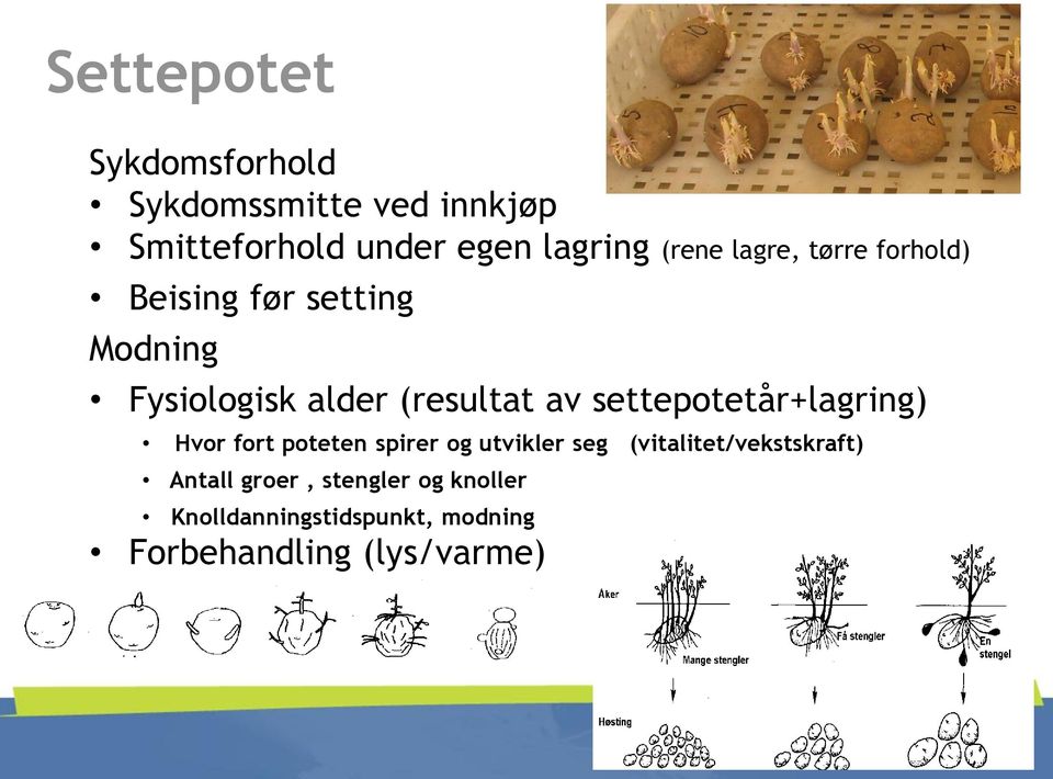 settepotetår+lagring) Hvor fort poteten spirer og utvikler seg (vitalitet/vekstskraft)