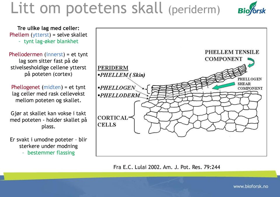 (midten) = et tynt lag celler med rask cellevekst mellom poteten og skallet.