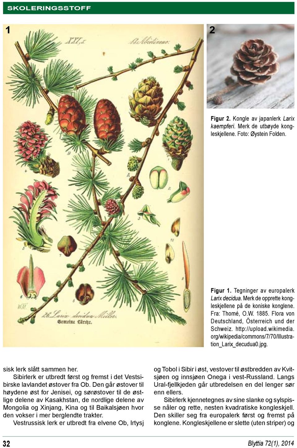 org/wikipedia/commons/7/70/illustration_larix_decudua0.jpg. sisk lerk slått sammen her. Sibirlerk er utbredt først og fremst i det Vestsibirske lavlandet østover fra Ob.