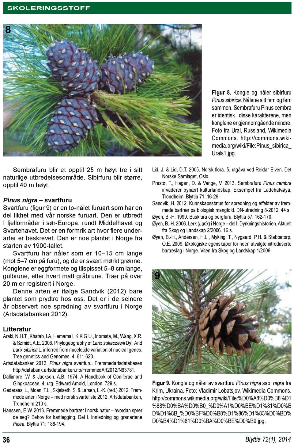 Sibirfuru blir større, opptil 40 m høyt. Pinus nigra svartfuru Svartfuru (figur 9) er en to-nålet furuart som har en del likhet med vår norske furuart.