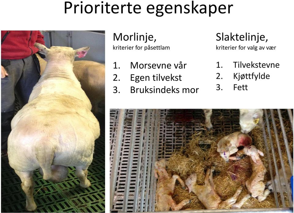 vær 1. Morsevne vår 2. Egen tilvekst 3.