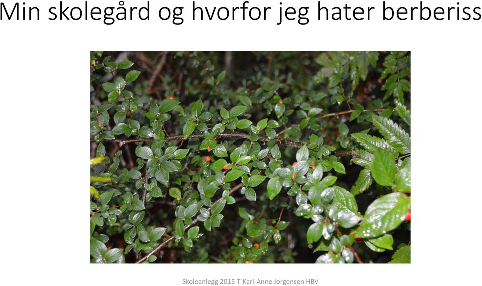 og hvorfor