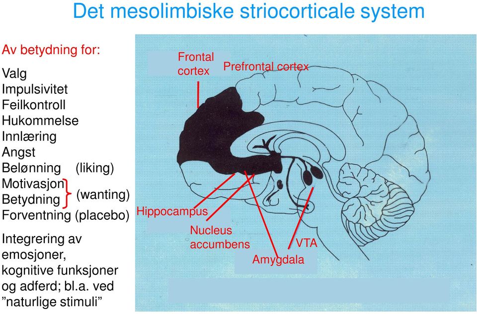 (wanting) Forventning (placebo) Integrering av emosjoner, kognitive funksjoner og