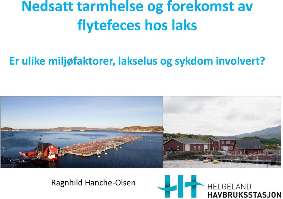 miljøfaktorer, lakselus og