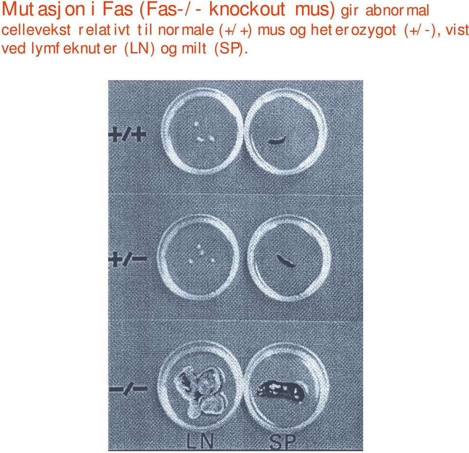 normale (+/+) mus og heterozygot