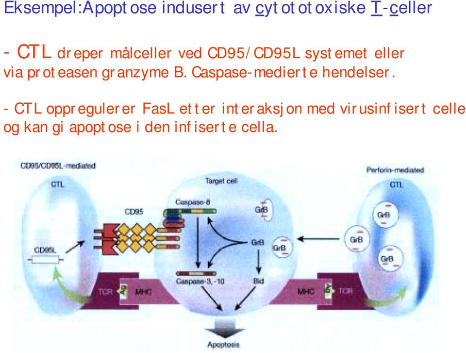 Caspase-medierte hendelser.