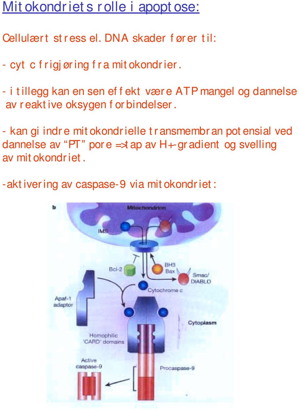 - i tillegg kan en sen effekt være ATP mangel og dannelse av reaktive oksygen forbindelser.