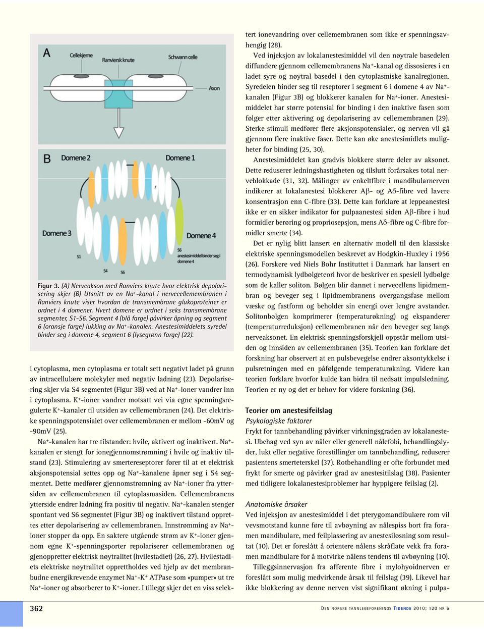 domener. Hvert domene er ordnet i seks transmembrane segmenter, S1-S6. Segment 4 (blå farge) påvirker åpning og segment 6 (oransje farge) lukking av Na + -kanalen.