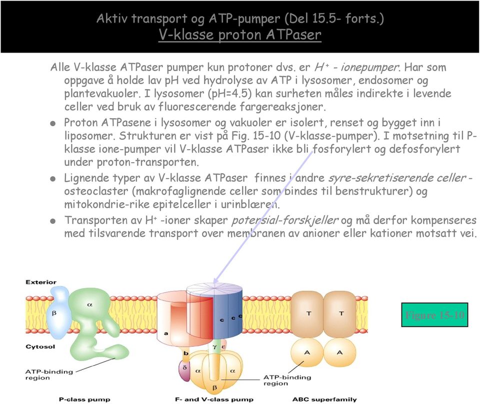 5) kan surheten måles indirekte i levende celler ved bruk av fluorescerende fargereaksjoner. Proton ATPasene i lysosomer og vakuoler er isolert, renset og bygget inn i liposomer.