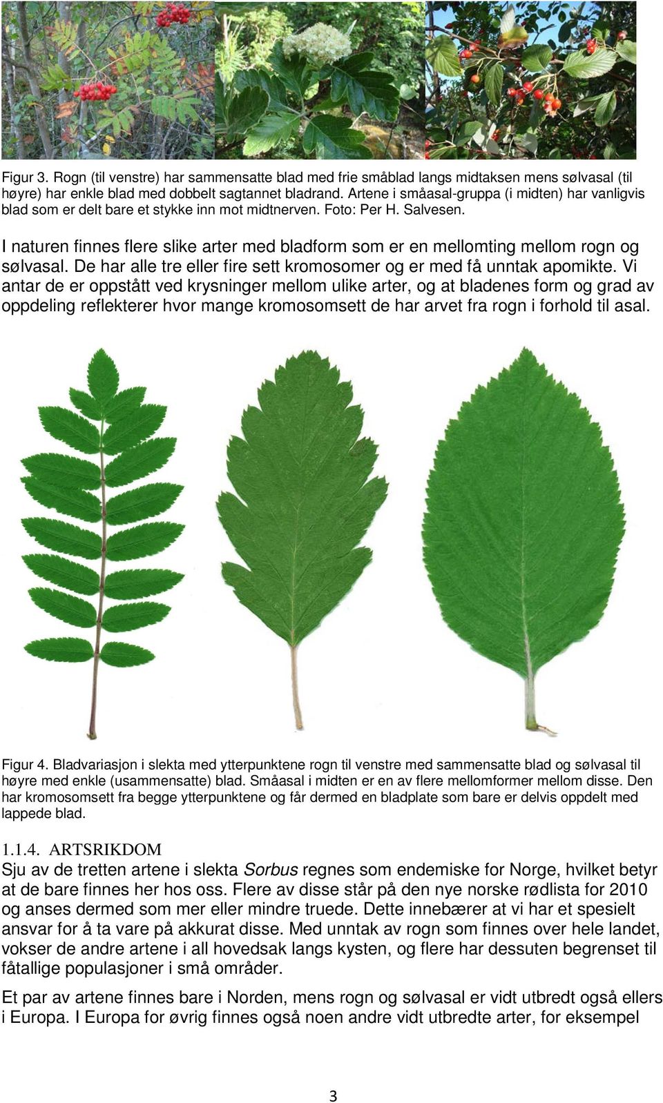 I naturen finnes flere slike arter med bladform som er en mellomting mellom rogn og sølvasal. De har alle tre eller fire sett kromosomer og er med få unntak apomikte.