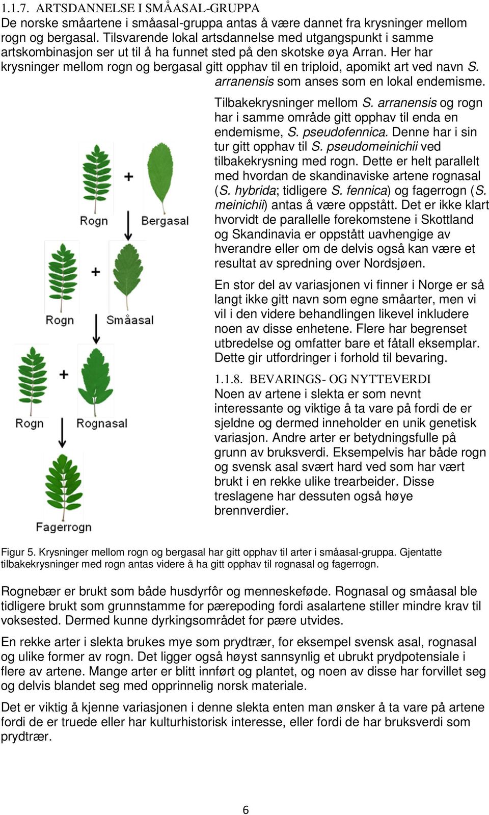 Her har krysninger mellom rogn og bergasal gitt opphav til en triploid, apomikt art ved navn S. arranensis som anses som en lokal endemisme. Tilbakekrysninger mellom S.