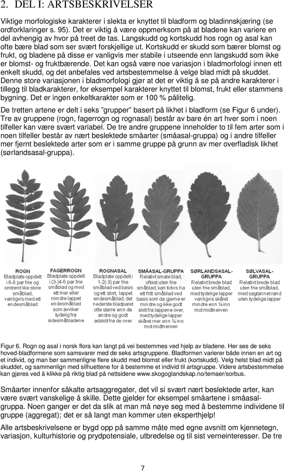 Kortskudd er skudd som bærer blomst og frukt, og bladene på disse er vanligvis mer stabile i utseende enn langskudd som ikke er blomst- og fruktbærende.