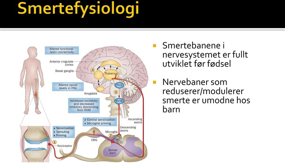 Nervebaner som