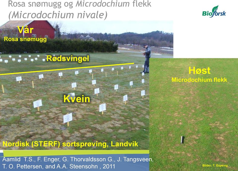 sortsprøving, Landvik Aamlid T.S., F. Enger, G. Thorvaldsson G., J.