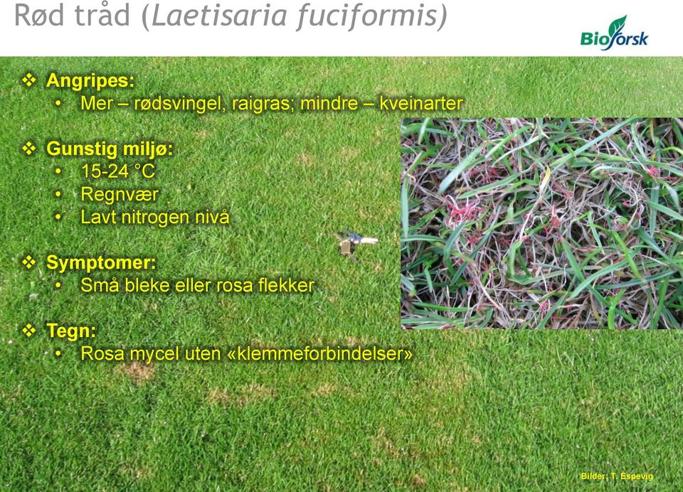 Lavt nitrogen nivå Symptomer: Små bleke eller rosa flekker