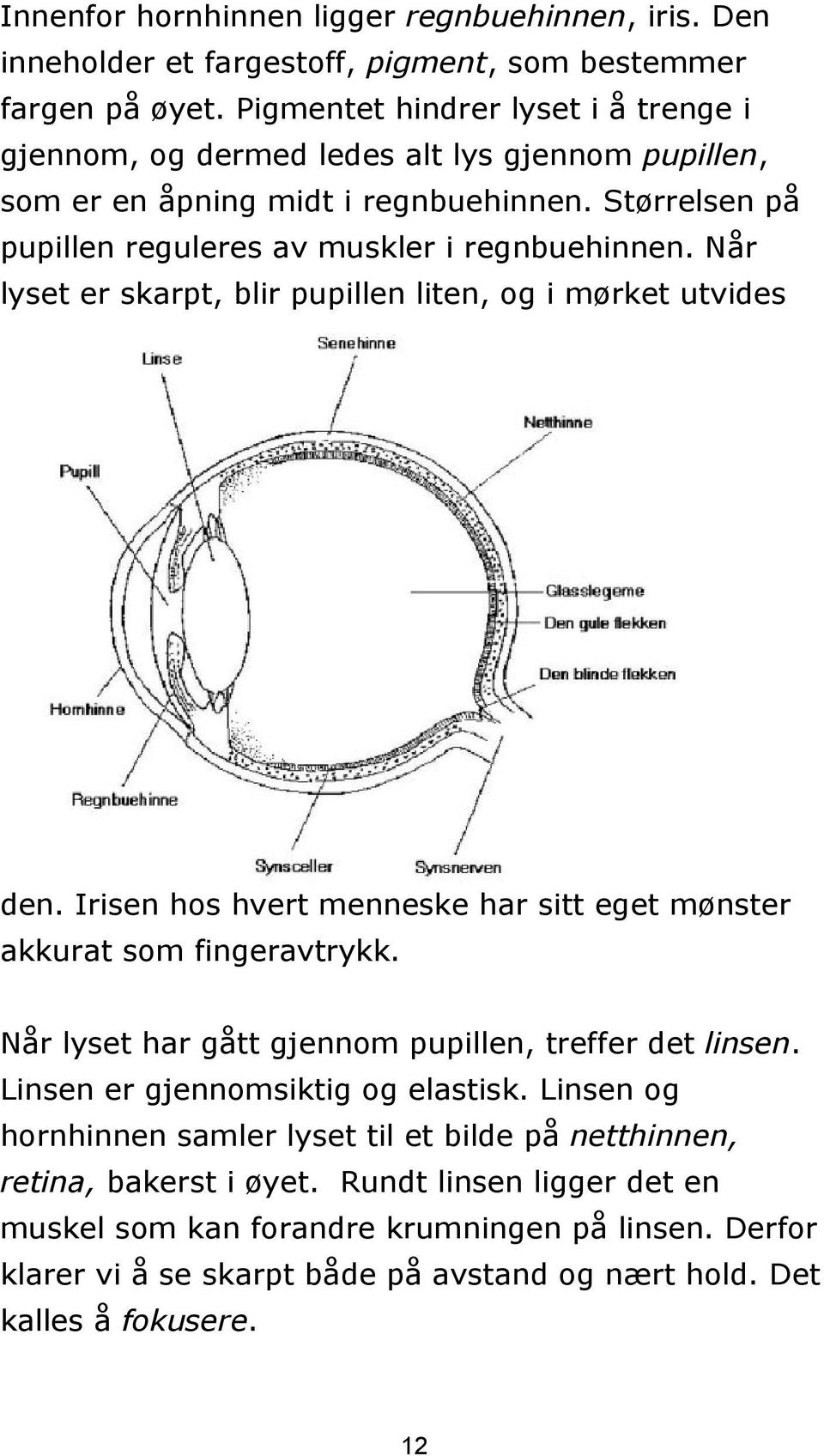 Når lyset er skarpt, blir pupillen liten, og i mørket utvides den. Irisen hos hvert menneske har sitt eget mønster akkurat som fingeravtrykk.