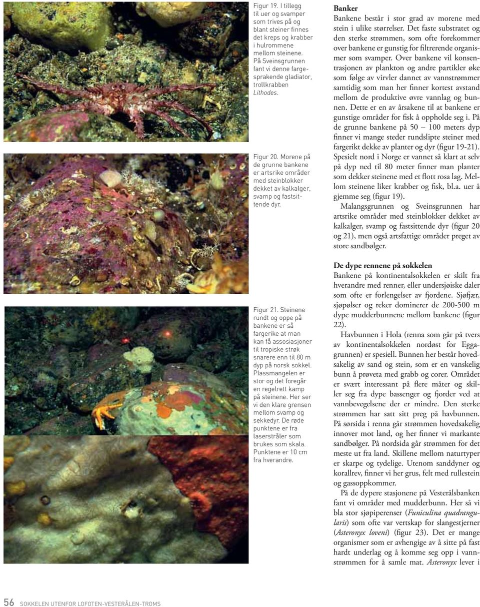 Morene på de grunne bankene er artsrike områder med steinblokker dekket av kalkalger, svamp og fastsittende dyr. Figur 21.