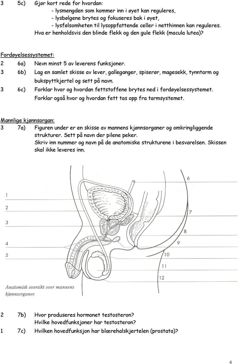 3 6b) Lag en samlet skisse av lever, galleganger, spiserør, magesekk, tynntarm og bukspyttkjertel og sett på navn. 3 6c) Forklar hvor og hvordan fettstoffene brytes ned i fordøyelsessystemet.