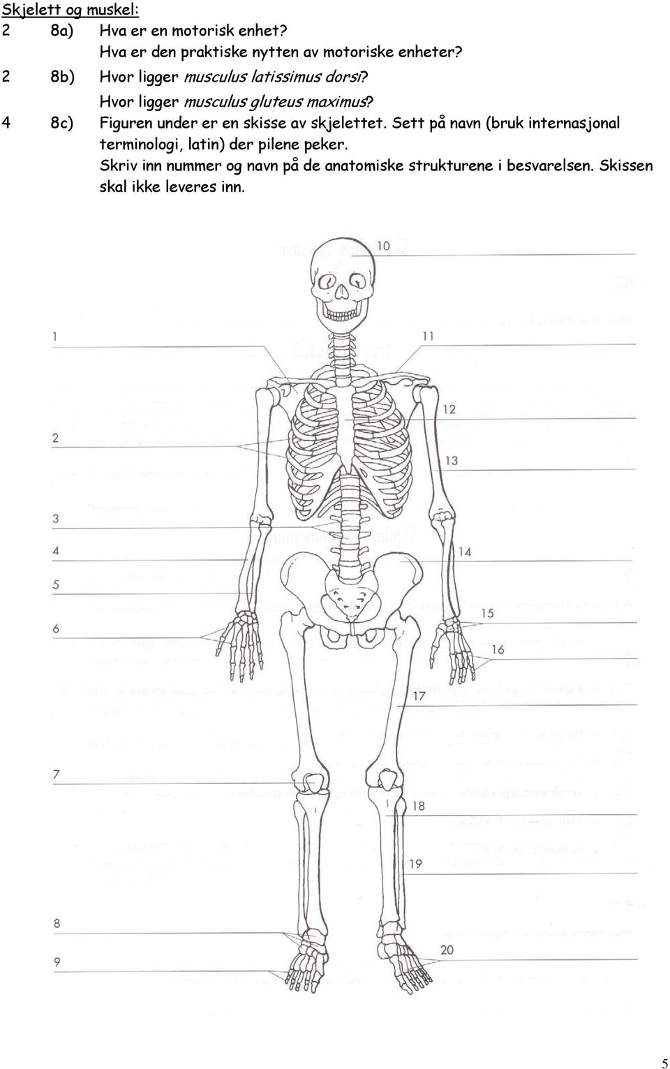 4 8c) Figuren under er en skisse av skjelettet.