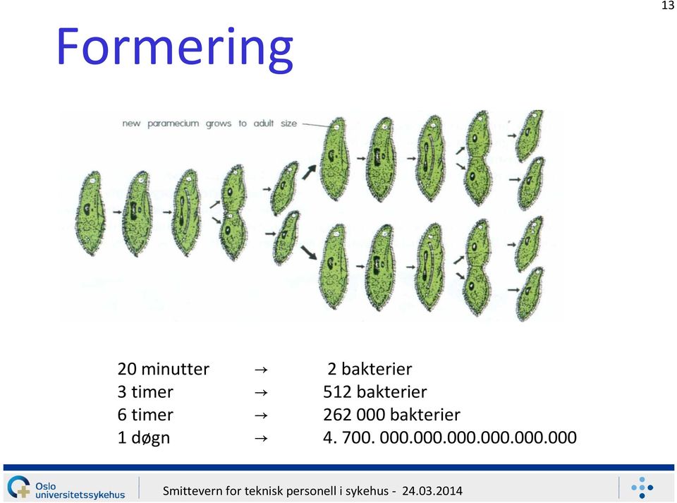 bakterier 6 timer 262000