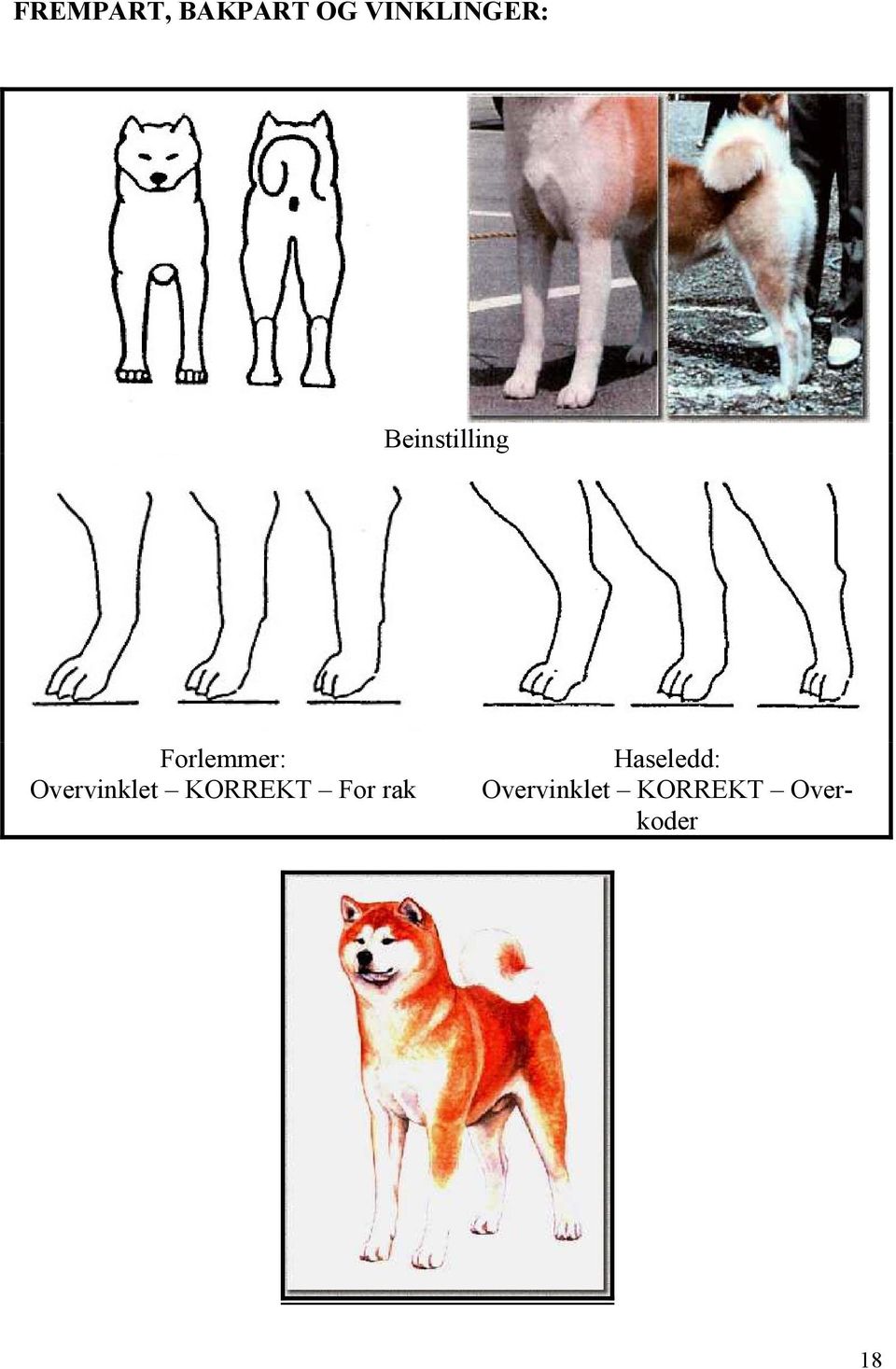 Forlemmer: Overvinklet KORREKT