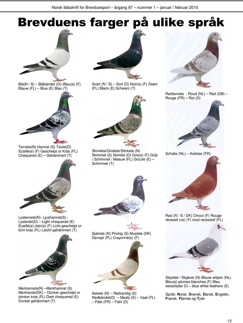 Schimmel / Meeuw (FL) Grizzle (E) Schimmel (T) Schalie (NL) Ardoise (FR) Lysternete(N)- Ljushamrat(S) - Lystavlet(D) Light chequered (E) Ecaillé(e) clair(e) (F) Licht geschelpt or licht kras (FL)