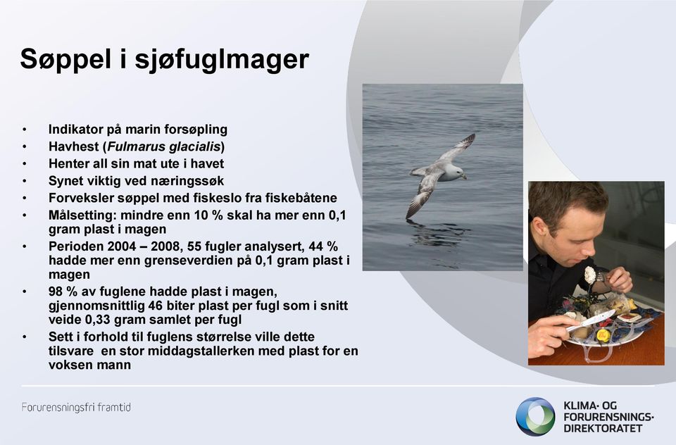 analysert, 44 % hadde mer enn grenseverdien på 0,1 gram plast i magen 98 % av fuglene hadde plast i magen, gjennomsnittlig 46 biter plast per fugl