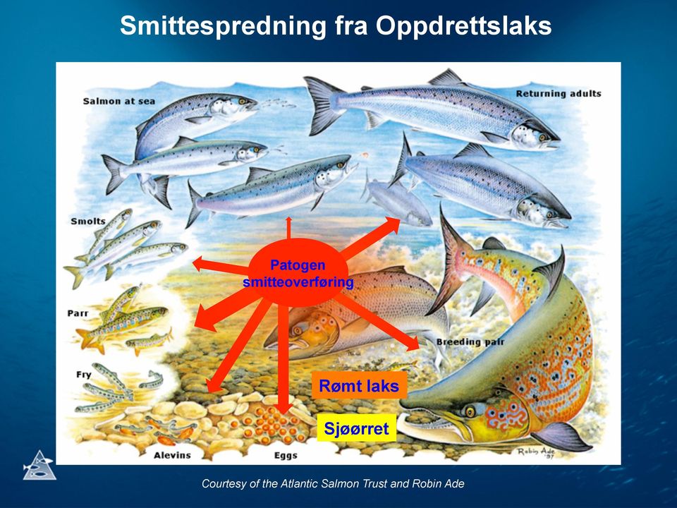 smitteoverføring Rømt laks