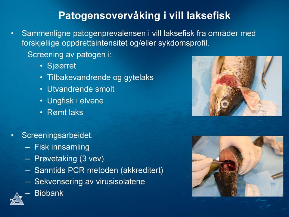 Screening av patogen i: Sjøørret Tilbakevandrende og gytelaks Utvandrende smolt Ungfisk i elvene