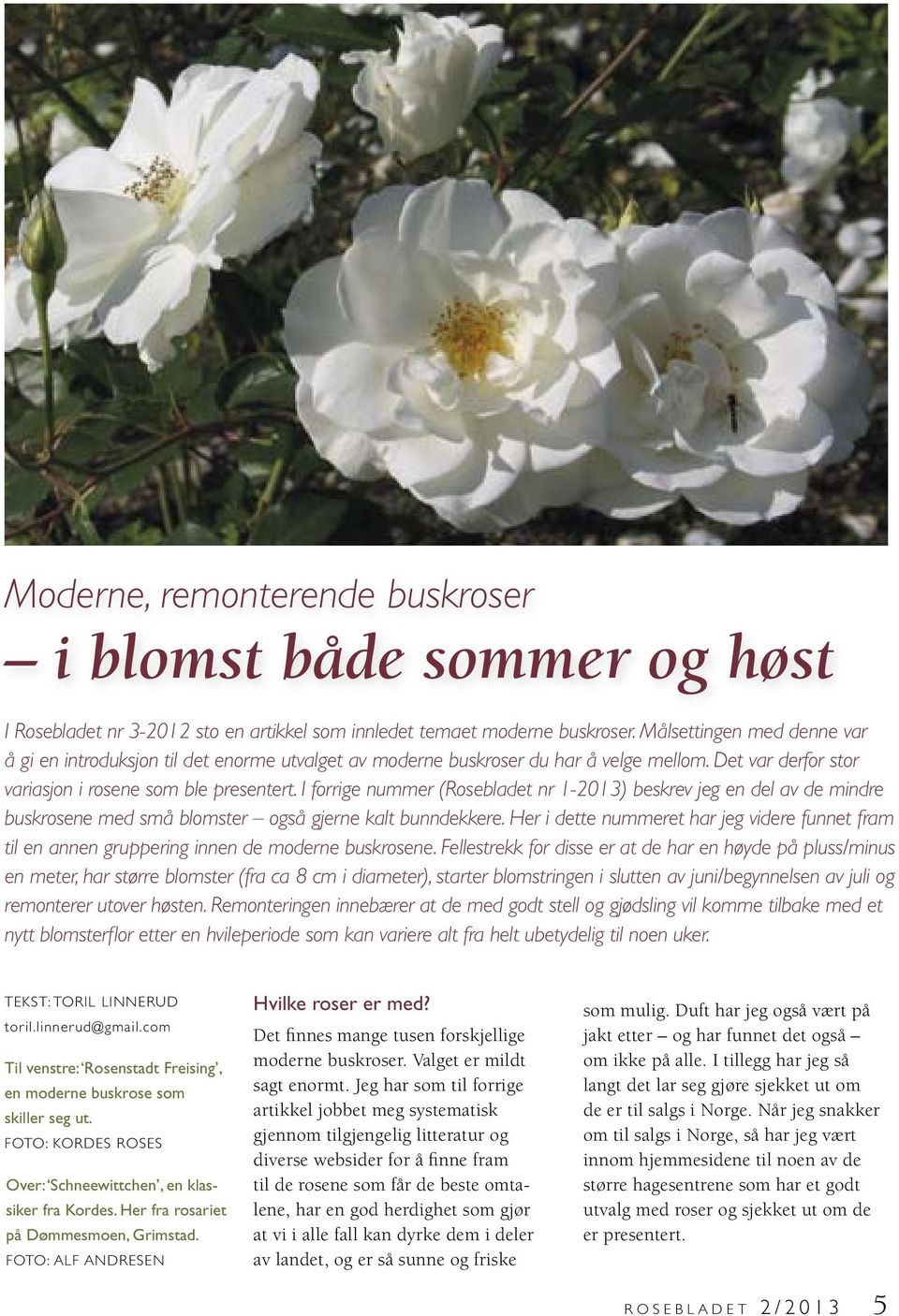 I forrige nummer (Rosebladet nr 1-2013) beskrev jeg en del av de mindre buskrosene med små blomster også gjerne kalt bunndekkere.