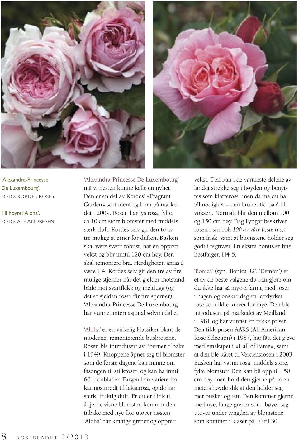 Rosen har lys rosa, fylte, ca 10 cm store blomster med middels sterk duft. Kordes selv gir den to av tre mulige stjerner for duften.